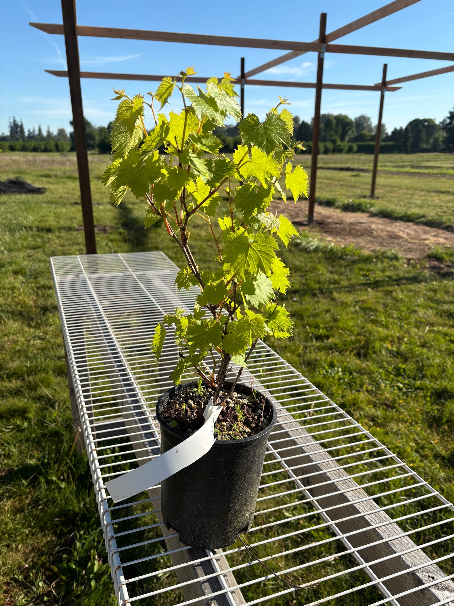 Grape plant