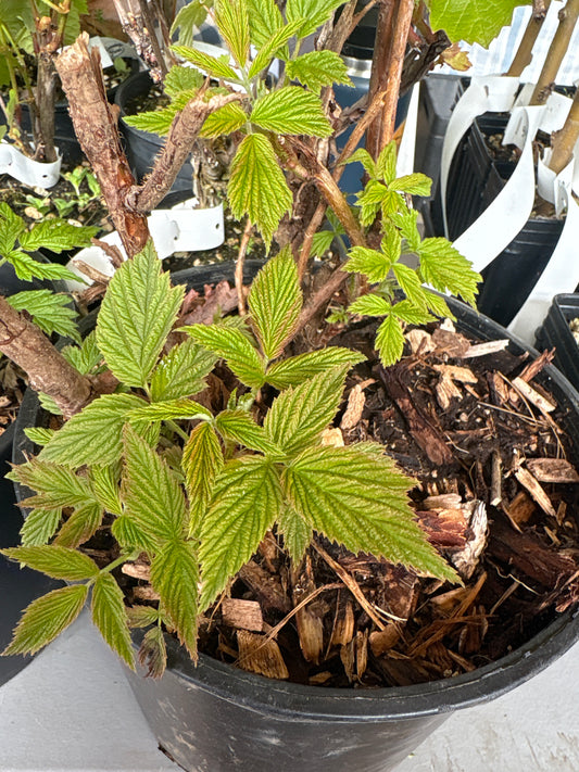 Red Raspberry Plant
