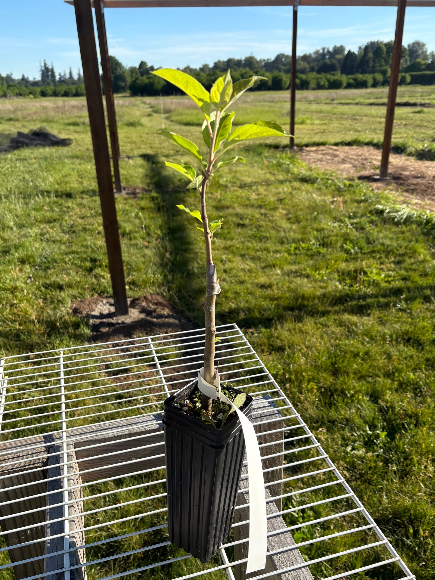 Apple Tree