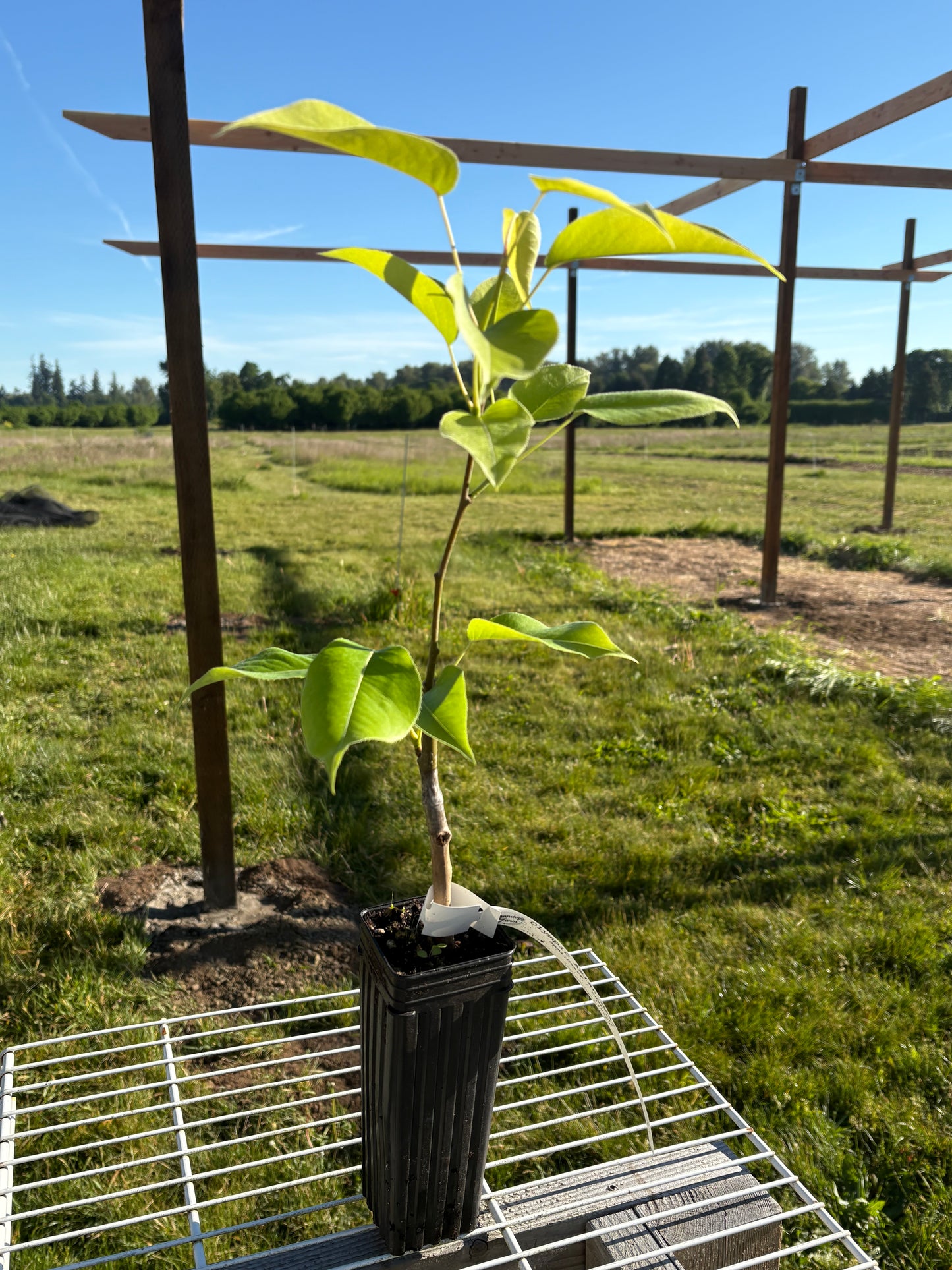 Asian Pear Tree