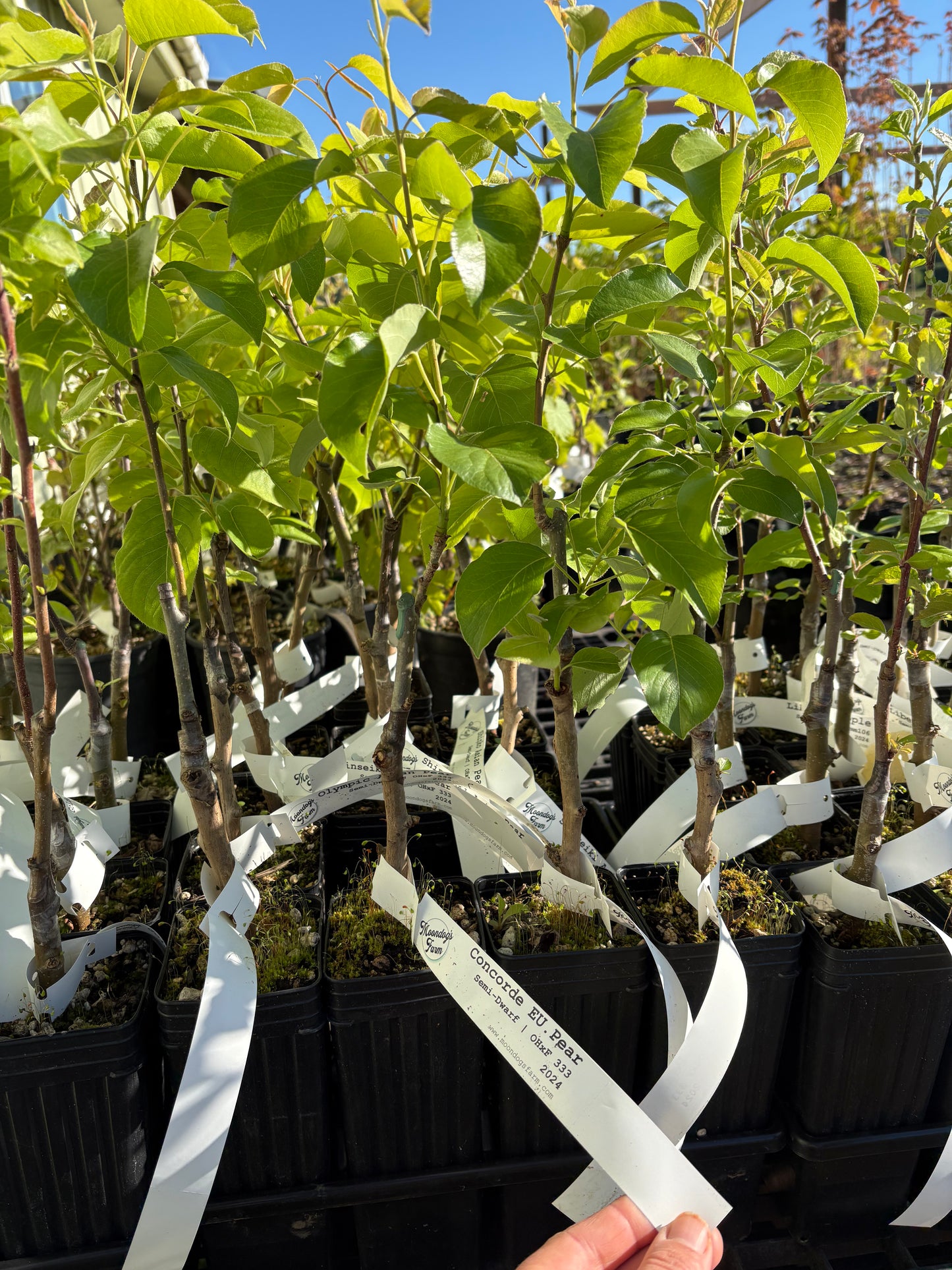 Asian Pear Tree